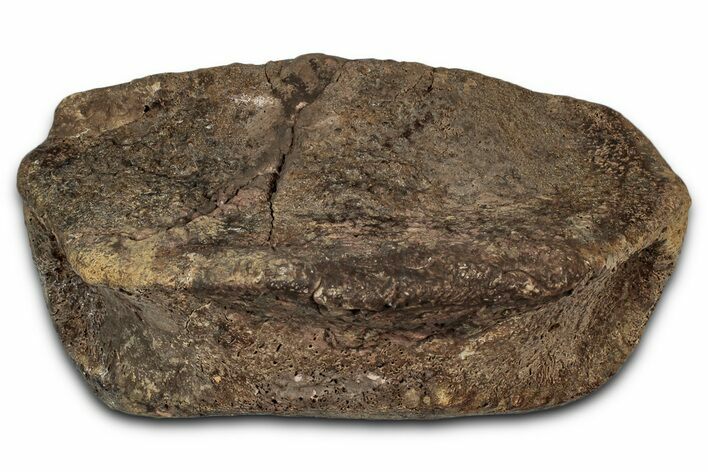 Fossil Hadrosaur Phalanx (Toe) Bone - Wyoming #354369